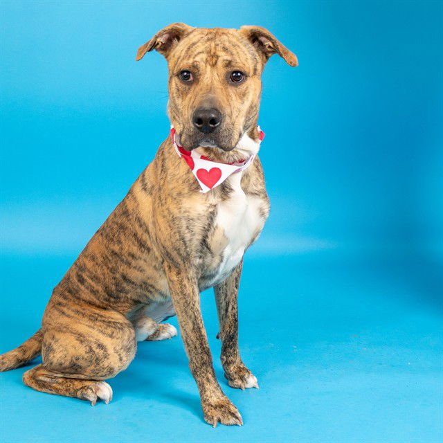 ROCKO - Pit Bull Terrier available for adoption