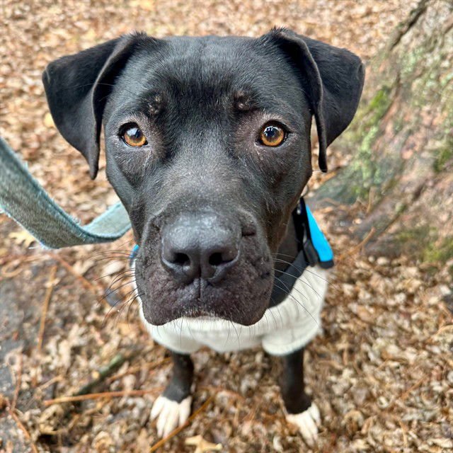 TWINKLE - Pit Bull Terrier available for adoption