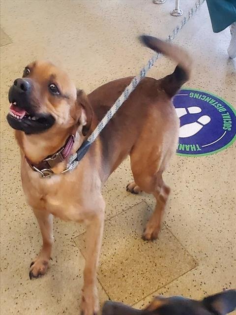 ZACH - German Shepherd Dog / Beagle available for adoption