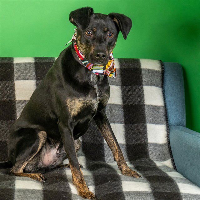 JASPER - Plott Hound available for adoption