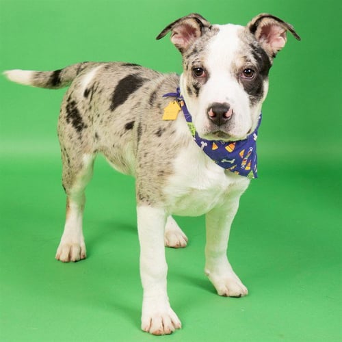 DAHLIA - Catahoula Leopard Dog available for adoption