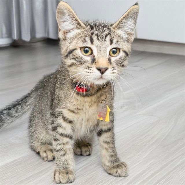 LENTIL SOUP - Domestic Short Hair available for adoption