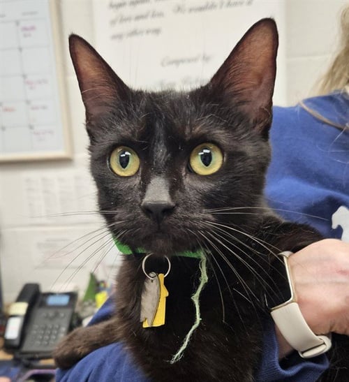 SUNNY - Domestic Short Hair available for adoption