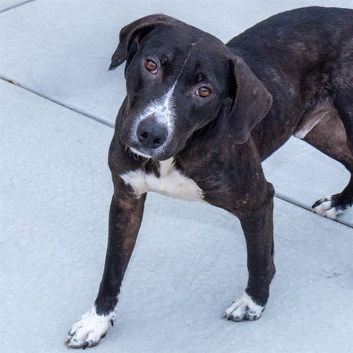 BEAVIS - Labrador Retriever available for adoption