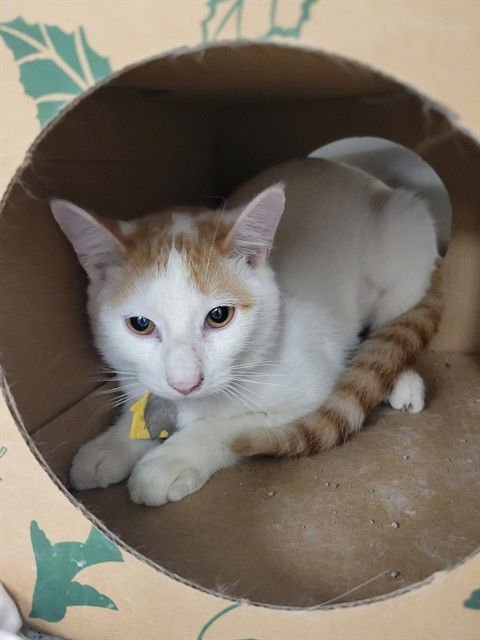 ANGELO - Domestic Short Hair available for adoption