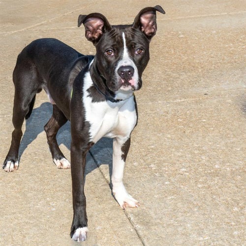 SLAPSTICK - Pit Bull Terrier available for adoption