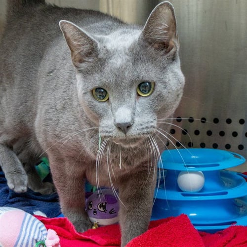BUDDY - Domestic Short Hair available for adoption