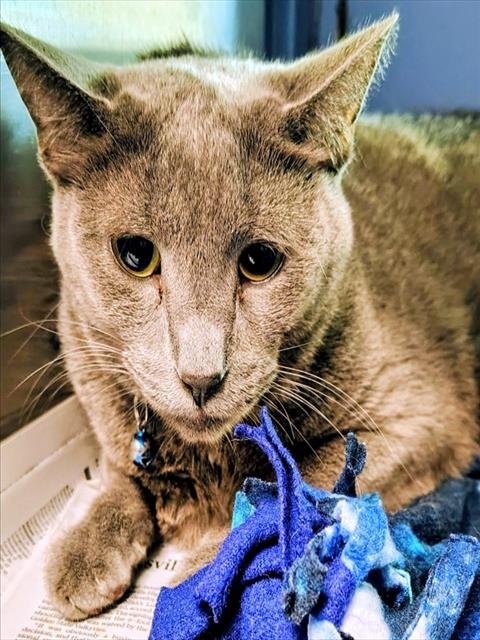 BUDDY - Domestic Short Hair available for adoption