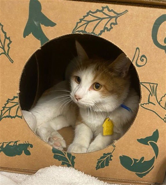 MARGAY - Domestic Short Hair available for adoption