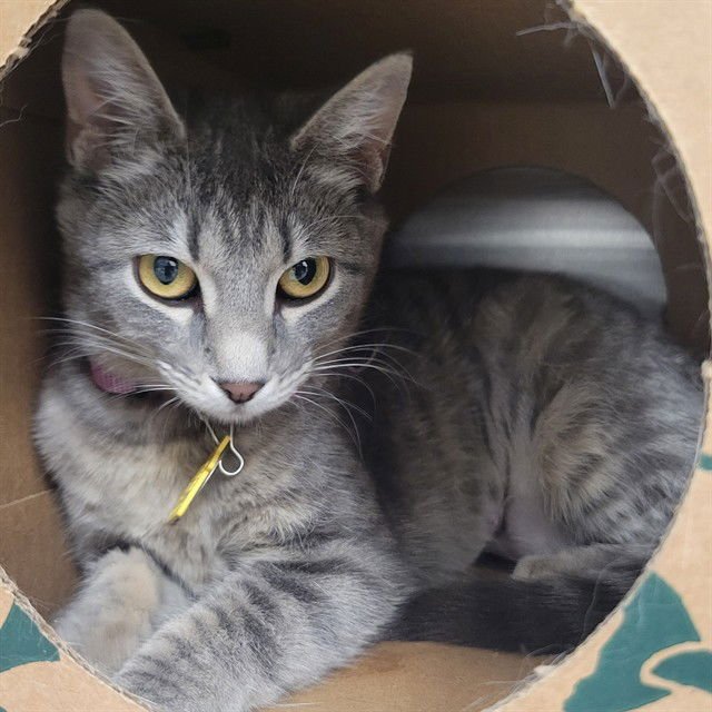 THEODOSIA - Domestic Short Hair available for adoption