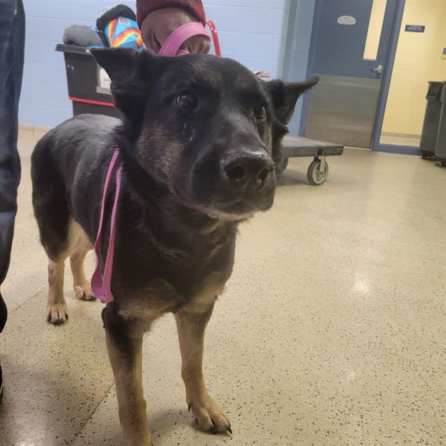 BREADSTICK - German Shepherd Dog available for adoption