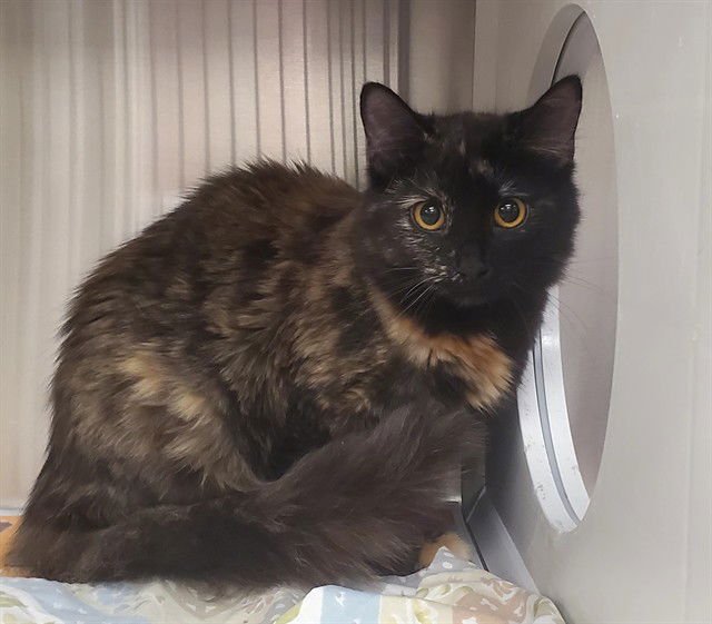 PEPPER - Domestic Long Hair available for adoption