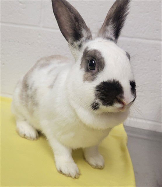 BIANCA - Shorthaired Rabbit available for adoption
