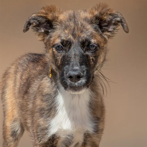 CHARLIE - German Shepherd Dog available for adoption
