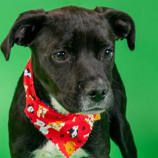 SOFIE - Pit Bull Terrier / Plott Hound available for adoption