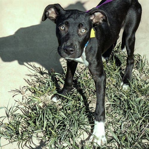 LANYARD - Labrador Retriever available for adoption