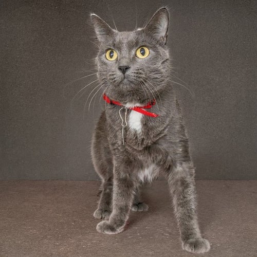 KAREN - Domestic Short Hair for adoption in St. Louis