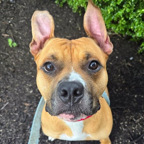 PUNCHO - Pit Bull Terrier available for adoption