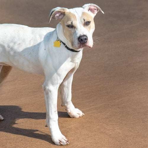 BRAD - Pit Bull Terrier available for adoption