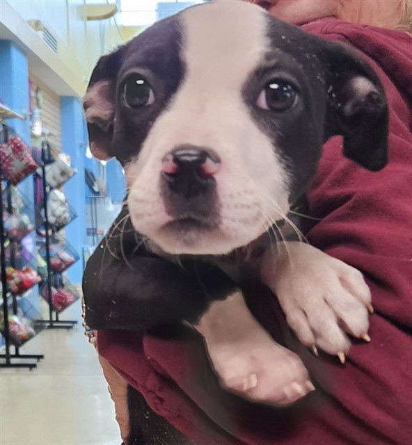 SMOOCH - Pit Bull Terrier available for adoption