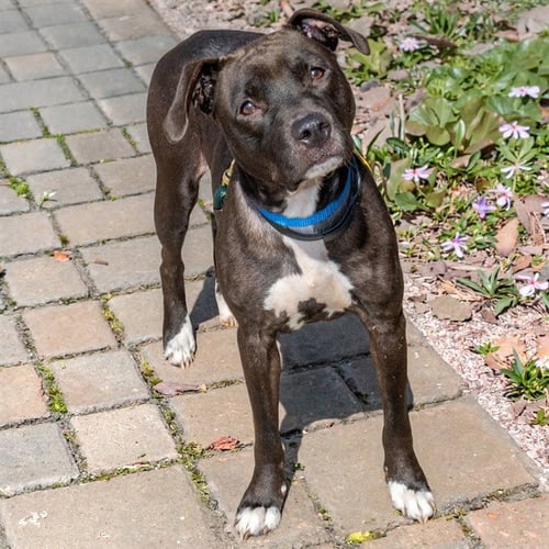 ANNIE SUE - Pit Bull Terrier available for adoption
