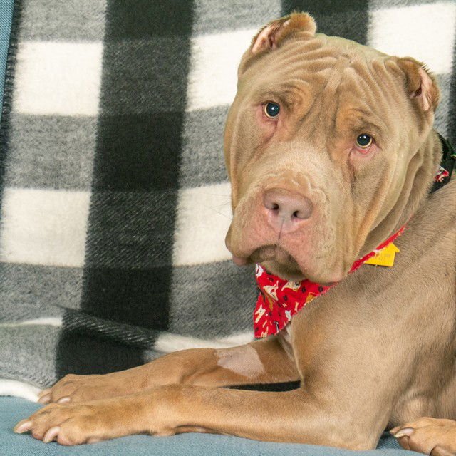 TALULAH - Pit Bull Terrier / Chinese Shar-Pei available for adoption