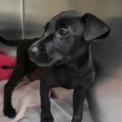 FOSSIL - Labrador Retriever / Pit Bull Terrier available for adoption