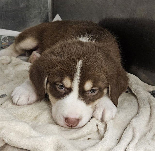 FIFI - Siberian Husky available for adoption