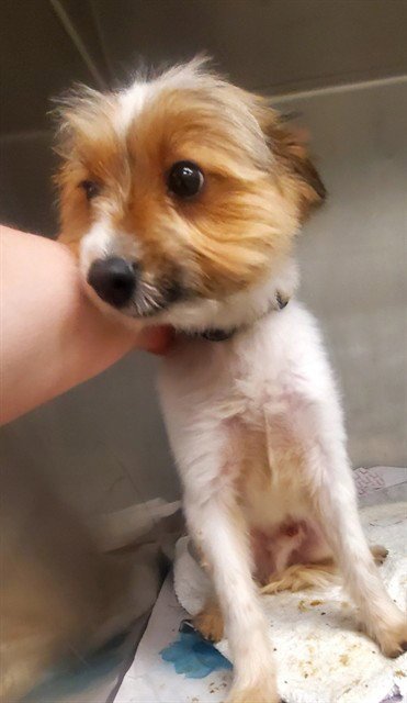 NICK WILDE - Cairn Terrier / Pomeranian available for adoption