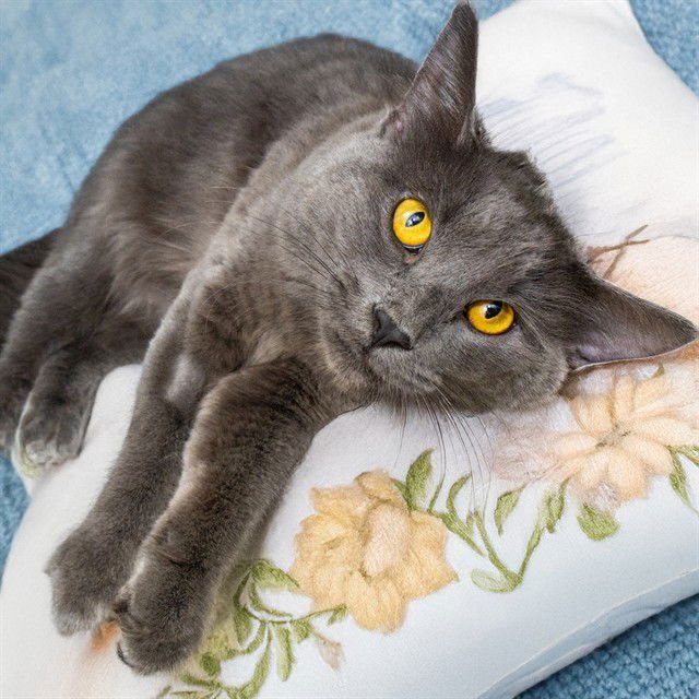 SPLASH - Domestic Medium Hair available for adoption