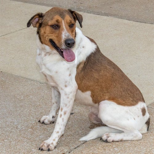 DODO - Treeing Walker Coonhound available for adoption