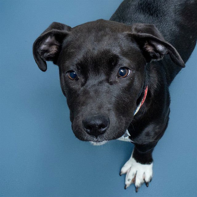 LARK - Labrador Retriever available for adoption