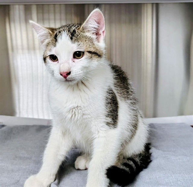 CHILI - Domestic Medium Hair available for adoption