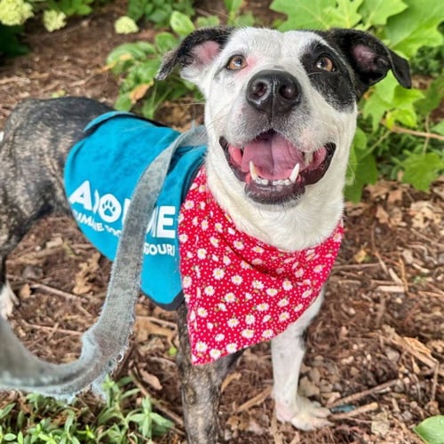 COOKIE BUTTER - Australian Cattle Dog/Blue Heeler available for adoption