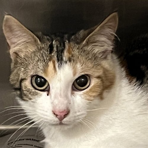 LOLA LOUD - Domestic Short Hair for adoption in St. Louis