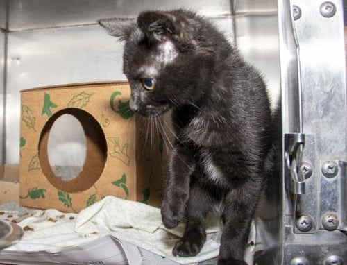 DERPY - Domestic Short Hair available for adoption