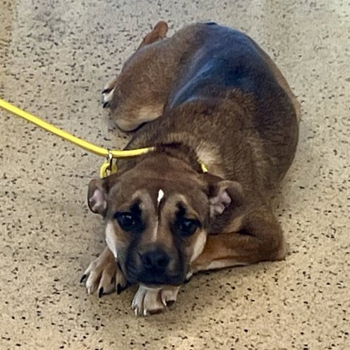 CADBURY - Beagle / German Shepherd Dog available for adoption
