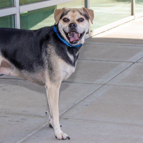 PRINCESS - Beagle available for adoption