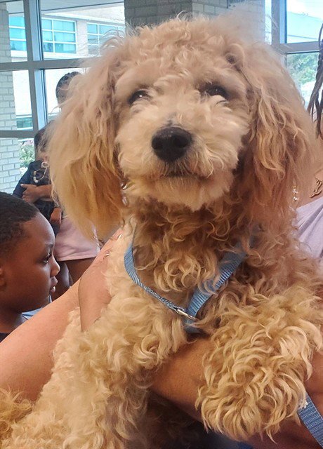 BOOSIE - Poodle (Miniature) available for adoption