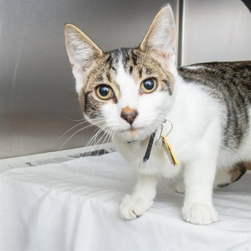 AIR FRYER - Domestic Short Hair available for adoption