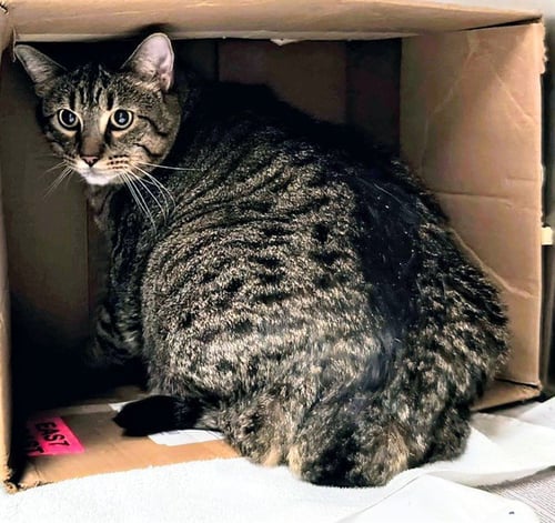 OPAL - Domestic Short Hair available for adoption