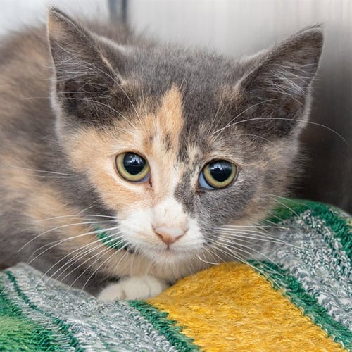ABBA - Domestic Short Hair available for adoption