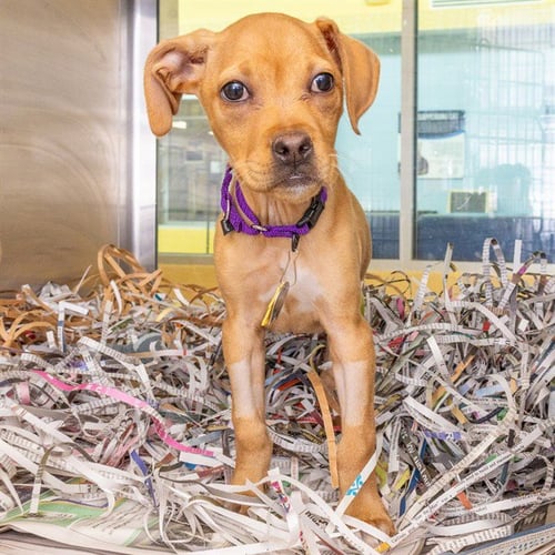 MABEL - Australian Cattle Dog/Blue Heeler / Beagle available for adoption