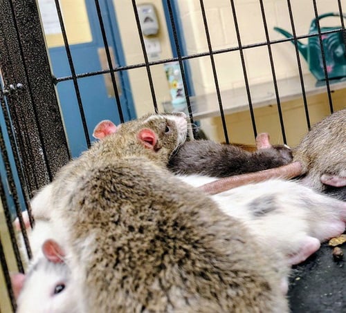 ANTON - Rat available for adoption