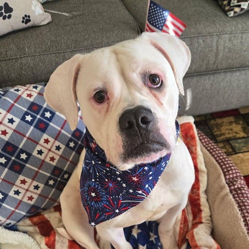 CORDELIA - American Bulldog for adoption in St. Louis