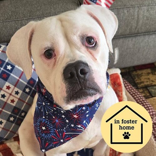 CORDELIA - American Bulldog available for adoption