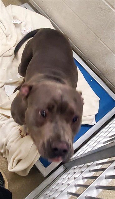 LAYLA - Pit Bull Terrier available for adoption