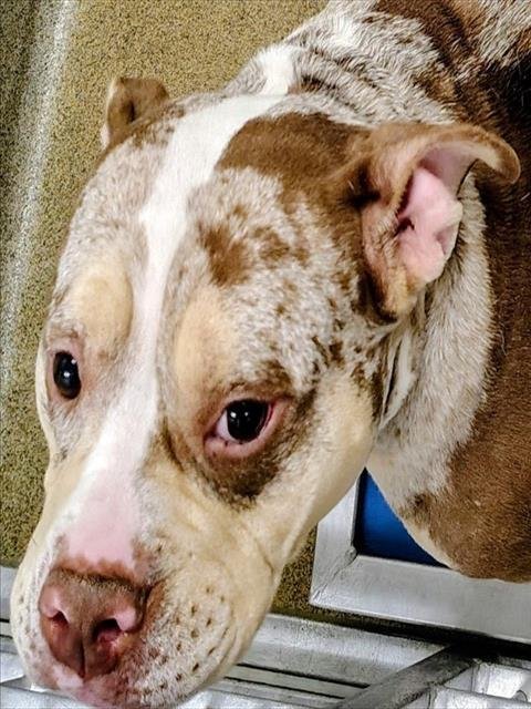 DEBBIE - English Bulldog / Pit Bull Terrier available for adoption