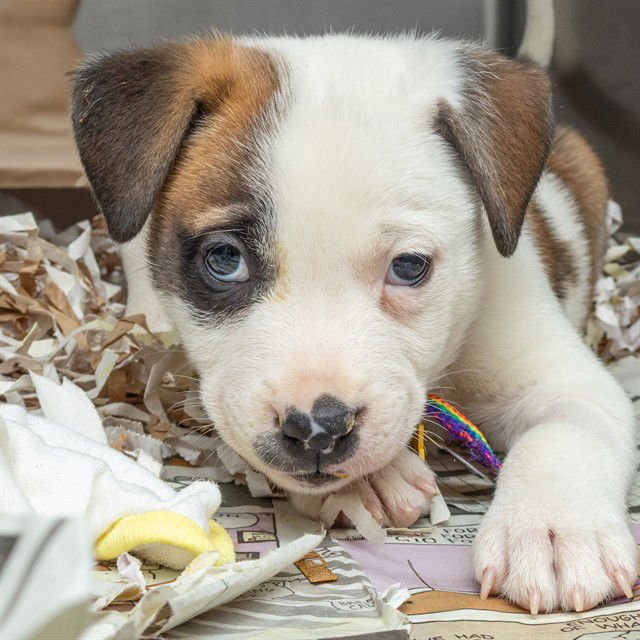 JETT - Akita available for adoption