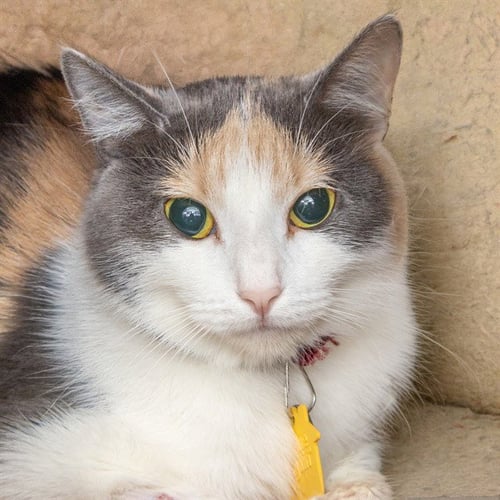 LYLA - Domestic Short Hair available for adoption